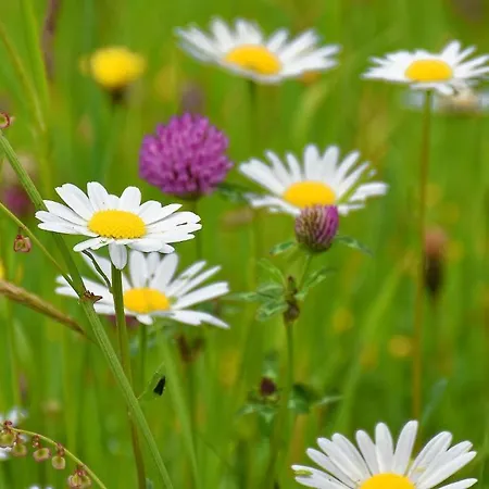 Panoramahof Am Goldberg *