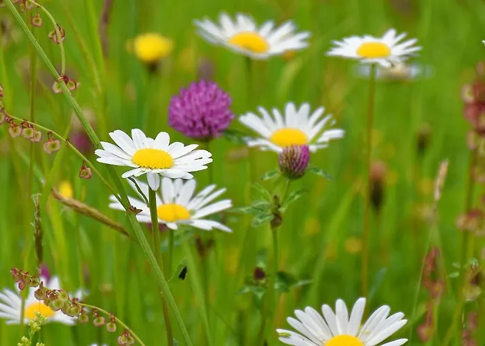 Panoramahof Am Goldberg *